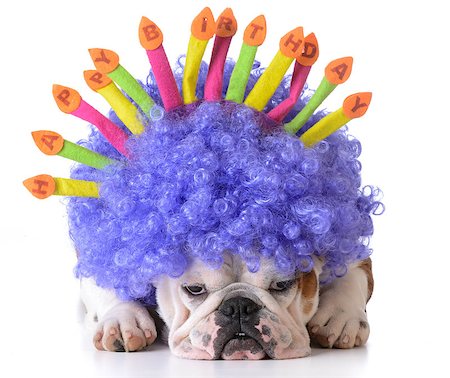 simsearch:400-08187913,k - birthday dog - bulldog wearing clown wig and birthday hat on white background Photographie de stock - Aubaine LD & Abonnement, Code: 400-08186125