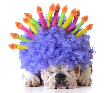 simsearch:400-08187913,k - birthday dog - bulldog wearing clown wig and birthday hat on white background Photographie de stock - Aubaine LD & Abonnement, Code: 400-08186126