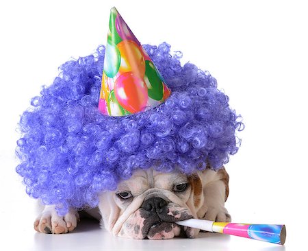 simsearch:673-02139828,k - birthday dog - bulldog wearing clown wig and birthday hat on white background Stock Photo - Budget Royalty-Free & Subscription, Code: 400-08186127