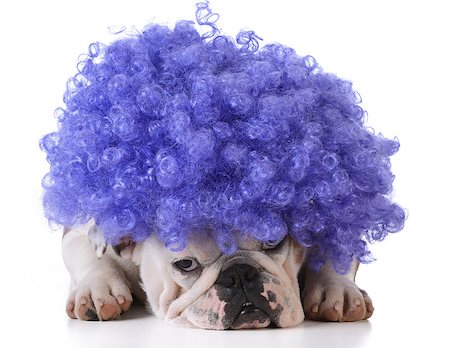 simsearch:400-08187913,k - funny dog - bulldog wearing clown wig on white background Photographie de stock - Aubaine LD & Abonnement, Code: 400-08186121