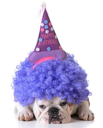 simsearch:673-02139828,k - birthday dog - bulldog wearing clown wig and birthday hat on white background Foto de stock - Super Valor sin royalties y Suscripción, Código: 400-08186122