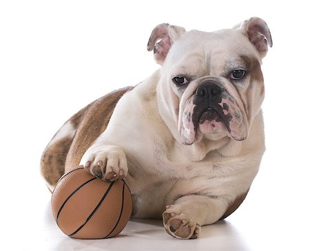 simsearch:400-06461634,k - puppy playing with a ball on white background - bulldog 8 months old Stock Photo - Budget Royalty-Free & Subscription, Code: 400-08186148