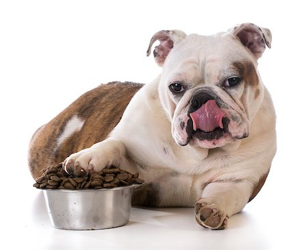 simsearch:400-05181259,k - feeding your pet - bulldog puppy laying with pay in dog bowl Foto de stock - Super Valor sin royalties y Suscripción, Código: 400-08186149