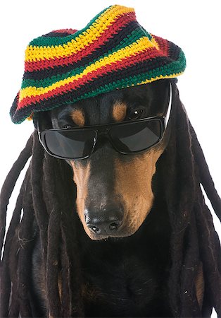 pinscher - dog in costume - doberman dressed with dreadlocks on white background Stock Photo - Budget Royalty-Free & Subscription, Code: 400-08186151