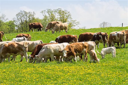 simsearch:400-08671288,k - Herd of cows at spring green field Foto de stock - Super Valor sin royalties y Suscripción, Código: 400-08186355