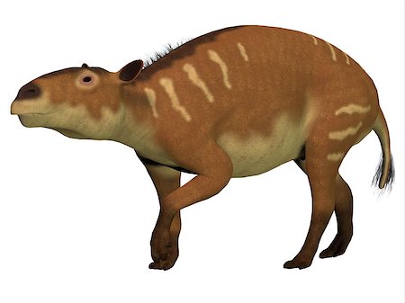 simsearch:400-04651783,k - Eurohippus is the herbivorous forerunner of the horse that lived in the Eocene Period in tropical jungles of Europe. Stock Photo - Budget Royalty-Free & Subscription, Code: 400-08186395