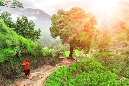 path through woods - Beautiful landscape in Himalayas mountains, Annapurna area. Stock Photo - Budget Royalty-Free & Subscription, Code: 400-08186426