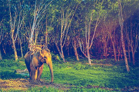Elephant stands in the middle of the forest in the jungle. Krabi province, Thailand Foto de stock - Super Valor sin royalties y Suscripción, Código: 400-08186438