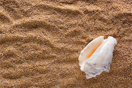 Sea shell on a background of sand. Stock Photo - Budget Royalty-Free & Subscription, Code: 400-08186447