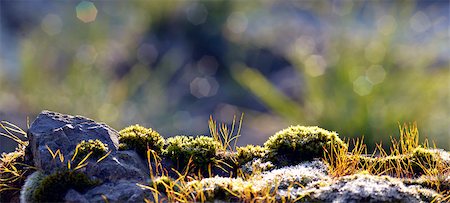 Photo of moss on a rock early in the morning after sunrise Stock Photo - Budget Royalty-Free & Subscription, Code: 400-08187506