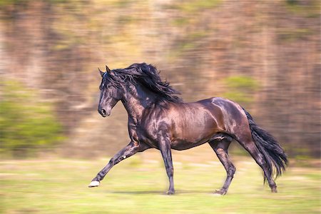 the black Andalusian horse is running Photographie de stock - Aubaine LD & Abonnement, Code: 400-08187535