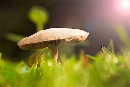 spores macro photography - Mushroom from thai forest Stock Photo - Budget Royalty-Free & Subscription, Code: 400-08187786