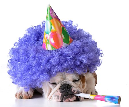 simsearch:400-08187913,k - birthday dog - bulldog wearing clown wig and birthday hat on white background Photographie de stock - Aubaine LD & Abonnement, Code: 400-08187906