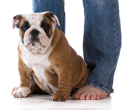 woman's legs with puppy sitting at her feet - bulldog Stock Photo - Budget Royalty-Free & Subscription, Code: 400-08187935