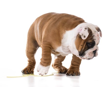 educazione all'uso del vaso - puppy peeing - bulldog puppy peeing isolated on white background Fotografie stock - Microstock e Abbonamento, Codice: 400-08187931