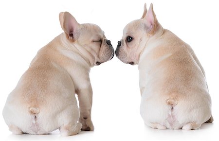 simsearch:693-03304965,k - puppy love - two french bulldogs kissing on white background Photographie de stock - Aubaine LD & Abonnement, Code: 400-08187949