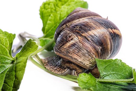 simsearch:400-04740730,k - Snail with green leaves on a white background Photographie de stock - Aubaine LD & Abonnement, Code: 400-08187968