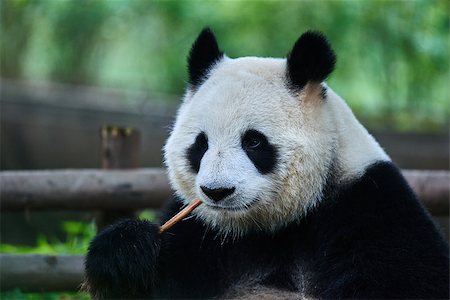 simsearch:400-07621881,k - one giant Panda bear eating bamboo roots in Bifengxia base reserve Sichuan China Stockbilder - Microstock & Abonnement, Bildnummer: 400-08187978