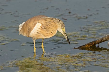 simsearch:400-06423262,k - A Squacco Heron (Ardeola ralloides) searching for food Photographie de stock - Aubaine LD & Abonnement, Code: 400-08188102