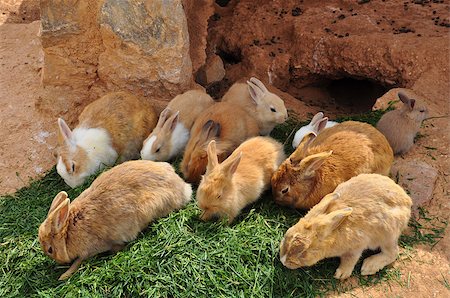 simsearch:400-05170877,k - Rabbits feeding on grass and rabbit hole. Farm animals. Foto de stock - Super Valor sin royalties y Suscripción, Código: 400-08188225