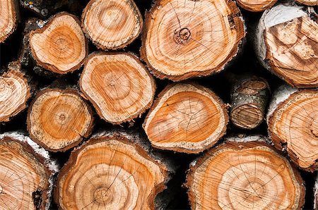 Cross section of the timber for background Stock Photo - Budget Royalty-Free & Subscription, Code: 400-08188232