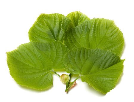 simsearch:400-07827769,k - Green linden-tree leafs. Isolated on white background. Foto de stock - Super Valor sin royalties y Suscripción, Código: 400-08188377