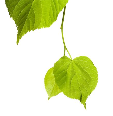 simsearch:400-07827769,k - Spring linden-tree leafs isolated on white background Foto de stock - Super Valor sin royalties y Suscripción, Código: 400-08188592