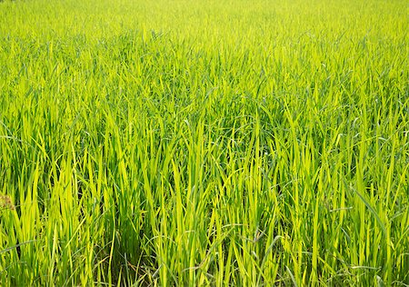 simsearch:400-04740132,k - Rice field green grass with sun shine, stock photo Stock Photo - Budget Royalty-Free & Subscription, Code: 400-08188714