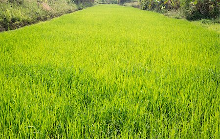 simsearch:400-04740132,k - Rice field green grass with sun shine, stock photo Stock Photo - Budget Royalty-Free & Subscription, Code: 400-08188716