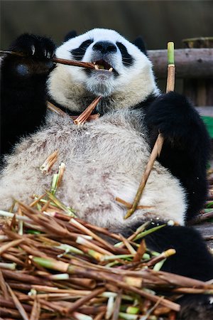 simsearch:400-07621881,k - one giant Panda bear eating bamboo roots in Bifengxia base reserve Sichuan China Stockbilder - Microstock & Abonnement, Bildnummer: 400-08188729