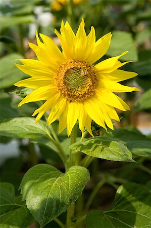 simsearch:400-04568266,k - bee collecting pollen from a vivid yellow sunflower plant Stock Photo - Budget Royalty-Free & Subscription, Code: 400-08188742