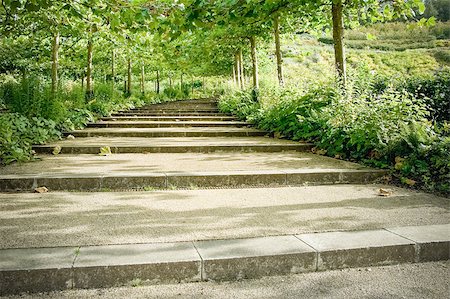 stairs on tunnel - cascade of tree lined pathway steps through a formal garden Stock Photo - Budget Royalty-Free & Subscription, Code: 400-08188836