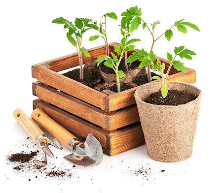 simsearch:400-04785692,k - Seedlings tomatoes in wooden box with garden tools. Isolated on white background Fotografie stock - Microstock e Abbonamento, Codice: 400-08188832