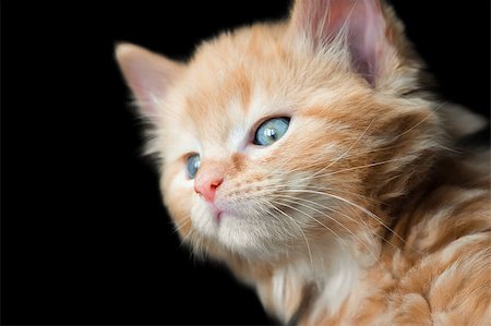 simsearch:649-07065230,k - cute blue eyed kitten on a black background Foto de stock - Royalty-Free Super Valor e Assinatura, Número: 400-08189114