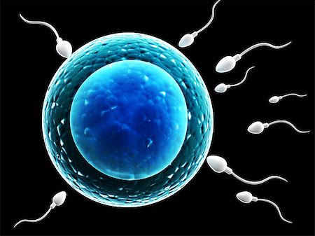 Spermatozoons, floating to ovule - 3d render Stock Photo - Budget Royalty-Free & Subscription, Code: 400-08189175