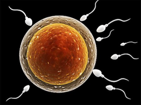 Spermatozoons, floating to ovule - 3d render Stock Photo - Budget Royalty-Free & Subscription, Code: 400-08189863