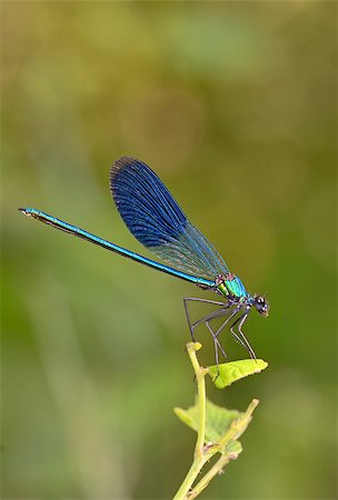 damselfly - dragonfly in forest (coleopteres splendens) Stock Photo - Budget Royalty-Free & Subscription, Code: 400-08195310