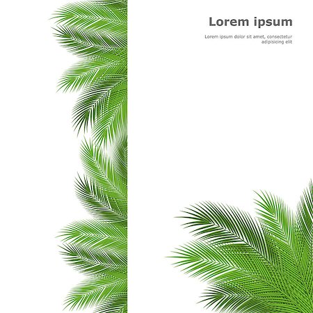 Palm leaves isolated on white background. Vector illustration Foto de stock - Super Valor sin royalties y Suscripción, Código: 400-08197174