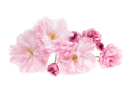 elenathewise (artist) - Pink cherry blossom flowers close up isolated on white background Photographie de stock - Aubaine LD & Abonnement, Code: 400-08197381