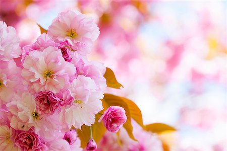 simsearch:400-08197381,k - Pink cherry blossom flowers on flowering tree branch blooming in spring orchard with copy space Foto de stock - Super Valor sin royalties y Suscripción, Código: 400-08197382