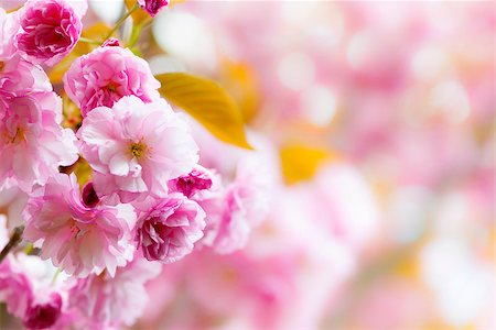 simsearch:400-08197381,k - Pink spring background with cherry blossom flowers on flowering tree branch blooming in orchard Foto de stock - Super Valor sin royalties y Suscripción, Código: 400-08197383