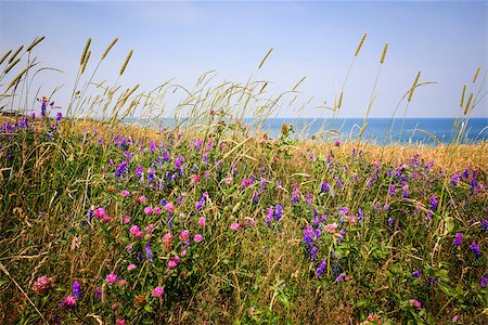 prince edward island - Wildflowers and grasses on Atlantic ocean shore of Prince Edward Island, Canada. Stock Photo - Budget Royalty-Free & Subscription, Code: 400-08197396