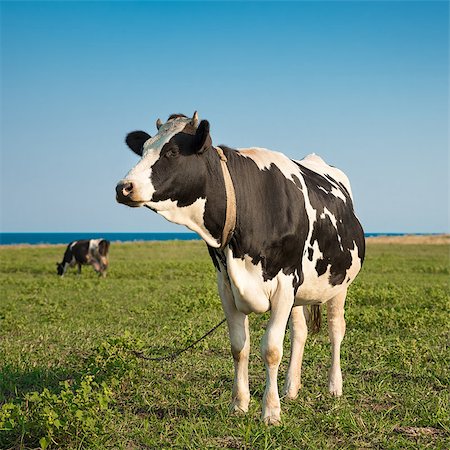 simsearch:400-07173721,k - picture of a cow on a field Foto de stock - Super Valor sin royalties y Suscripción, Código: 400-08197974