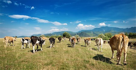 simsearch:400-06330197,k - picture of a herd of cows Stockbilder - Microstock & Abonnement, Bildnummer: 400-08198068