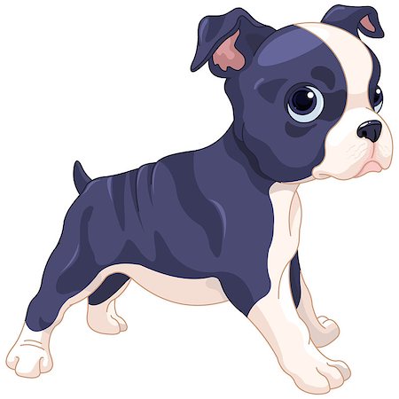 simsearch:400-08054562,k - Illustration of cute Boston Terrier cub Foto de stock - Super Valor sin royalties y Suscripción, Código: 400-08198191
