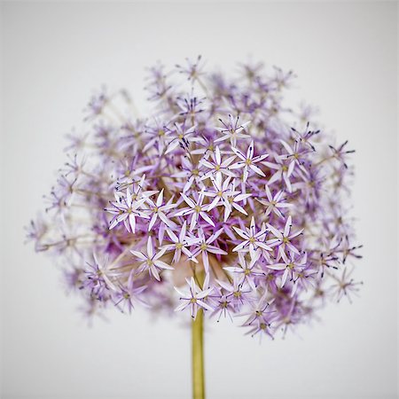 Pink and purple flowering onion flower head on white background Stock Photo - Budget Royalty-Free & Subscription, Code: 400-08198803