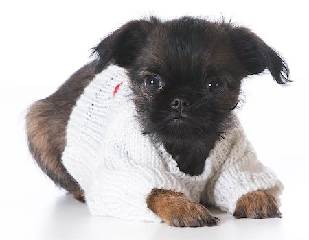 simsearch:400-07628560,k - cute puppy - brussels griffon wearing sweater - 8 weeks old Foto de stock - Super Valor sin royalties y Suscripción, Código: 400-08199635