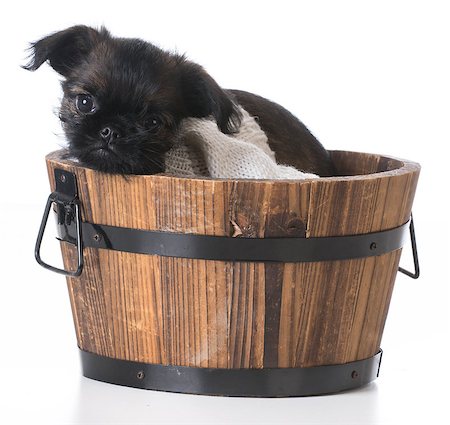 simsearch:400-07820675,k - cute puppy - brussels griffon inside a wooden bucket on white background Foto de stock - Super Valor sin royalties y Suscripción, Código: 400-08199636