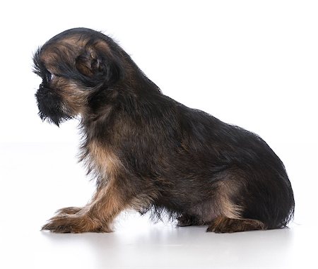 simsearch:400-07628560,k - brussels griffon puppy on white background Foto de stock - Super Valor sin royalties y Suscripción, Código: 400-08199637