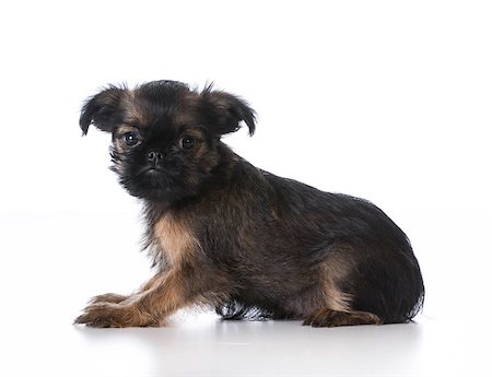 simsearch:400-07628560,k - brussels griffon puppy laying looking at viewer on white background Foto de stock - Super Valor sin royalties y Suscripción, Código: 400-08199638